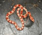 Corn Snakes - Amel het motley  (<i>Elaphe(Pantherophis)guttata</i>)