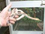 Gopher snakes - <i>Pituophis deppei jani</i> (aka Northern Mexican Pine Snake)