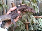 Spiny Tail or Black Iguana. Young male just beginning to come into his adult colouration.