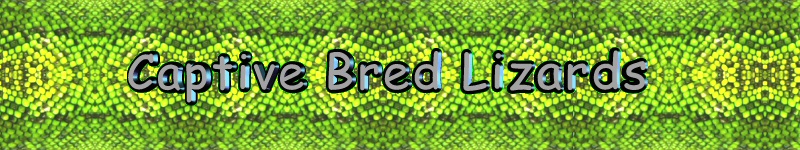 captive bred lizards logo